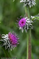 Greater burdock or Arctium lappa, purple flower, its root used as a vegetable, Route 13.
