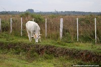 Young cow on farmland on Route 13.