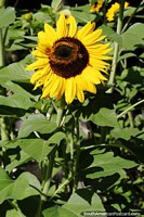 Sunflower growing in the plaza in Tabay, from the daisy family.