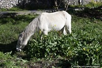 White horse grazes in the grassy mountains in Apartaderos.