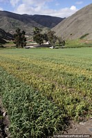 Crops grow in the mountain fields in El Pedregal.