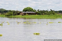 House surrounded by nature and wetlands on the Portuguesa River in Camaguan.