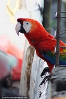 Macaw lives at a house and is a pet in San Fernando de Apure.