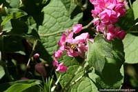 Bee explores pink petals in nature in Valle de la Pascua.