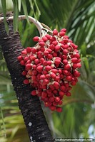 Red acorns grow on a palm tree in Carupano.